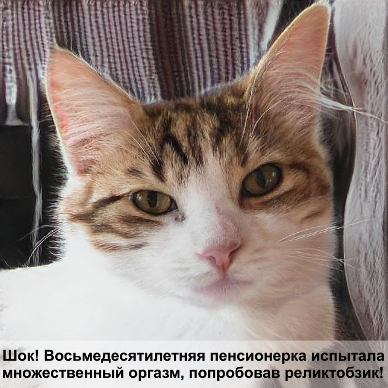 кошка с окрасом рыси