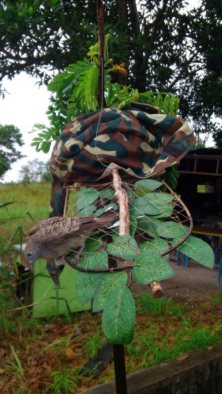 Terong, Perak -  270313 (10)