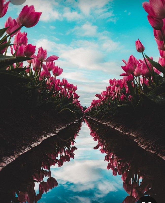 Screenshot_20230322_000626_Pinterest