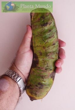 Inga cinnamonea (2)