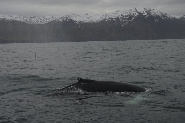 DIA 10: HUSAVIK A HVERIR - Islandia en tiempos de Covid. Y con Camper! (9)