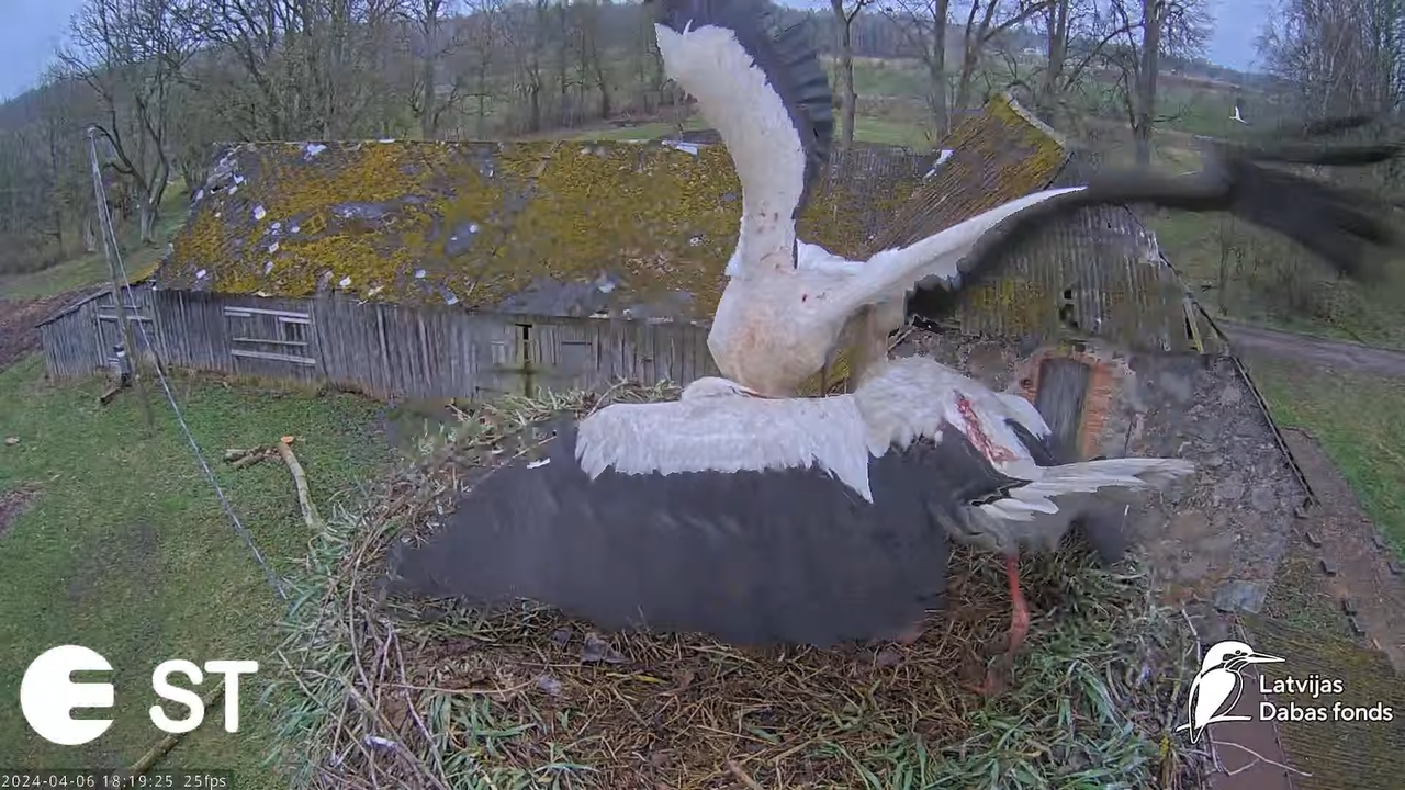 Baltie stārķi (Ciconia ciconia) Tukuma novadā - LDF tiešraide __ White storks in Tukums, Latvia 8-56