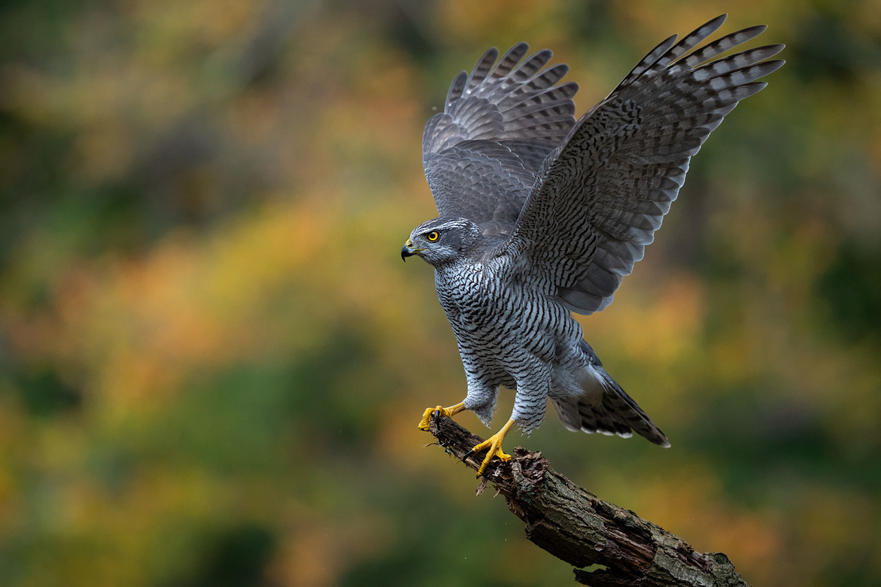 Volwassen Havik, herfst 2025. Dit exemplaar komt ieder jaar wel een paar keer op bezoek