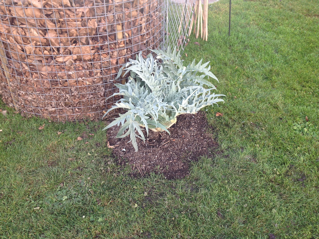 Artischoke   Bodenprofil 24.Dez (15)