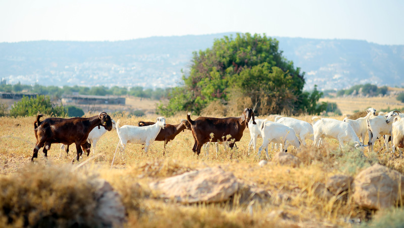 κοζάνη, ειδήσεις, νέα, Πτολεμαΐδα