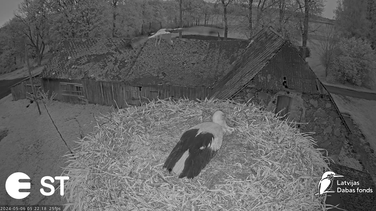 Baltie stārķi (Ciconia ciconia) Tukuma novadā - LDF tiešraide __ White storks in Tukums, Latvia 9-38