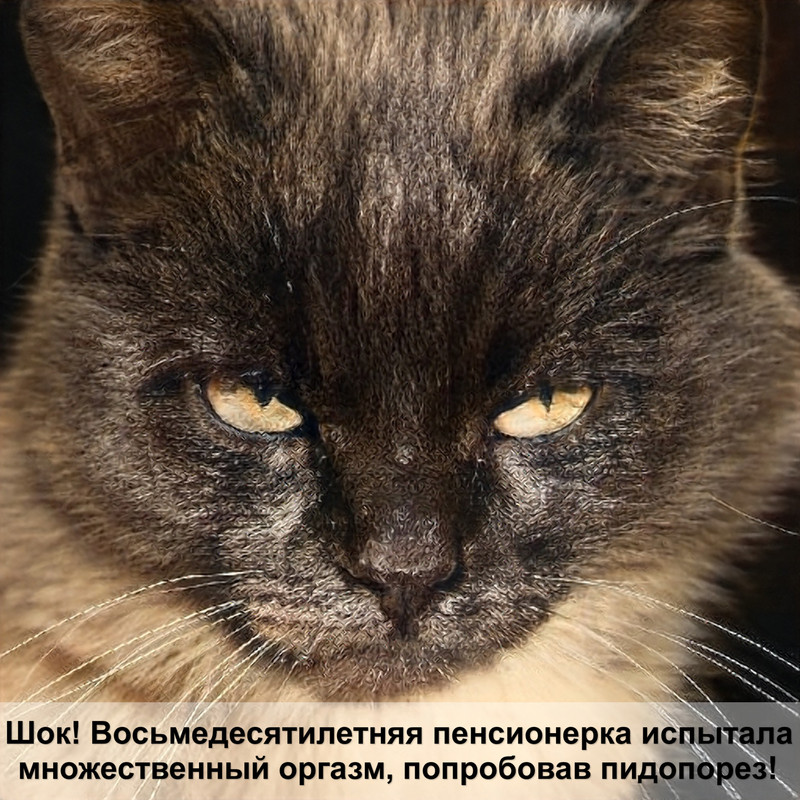 как приучить кошку к лотку