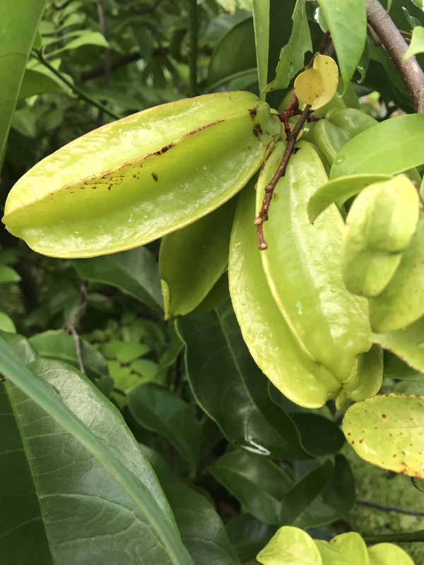 Carambola
