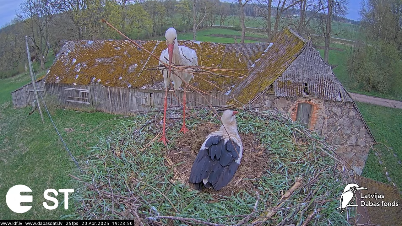 (44) Baltie stārķi (Ciconia ciconia) Tukuma novadā __ White storks in Tukums, Latvia - YouTube - 814