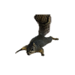 68441-D63-5362-4-D6-A-B9-F2-77-E9512-C23-A5.png