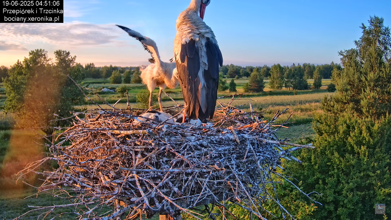 19062025bociany6