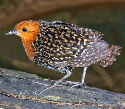 Burundi (2014) Serie de aves africanas Sarothrura-elegans-2