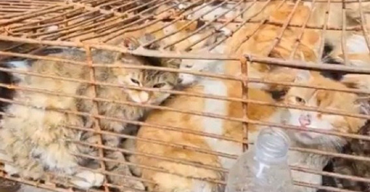 150 gatos rescatados de convertirse en comida humana