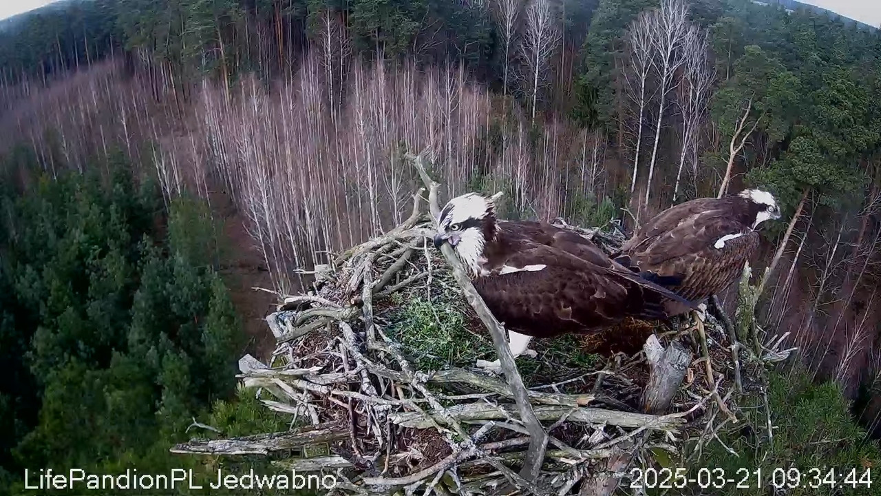 Rybołowy Online Puszcza Napiwodzko-Ramucka _ Ospreys Online in Napiwodzko-Ramucka Forest 11-36-6 scr