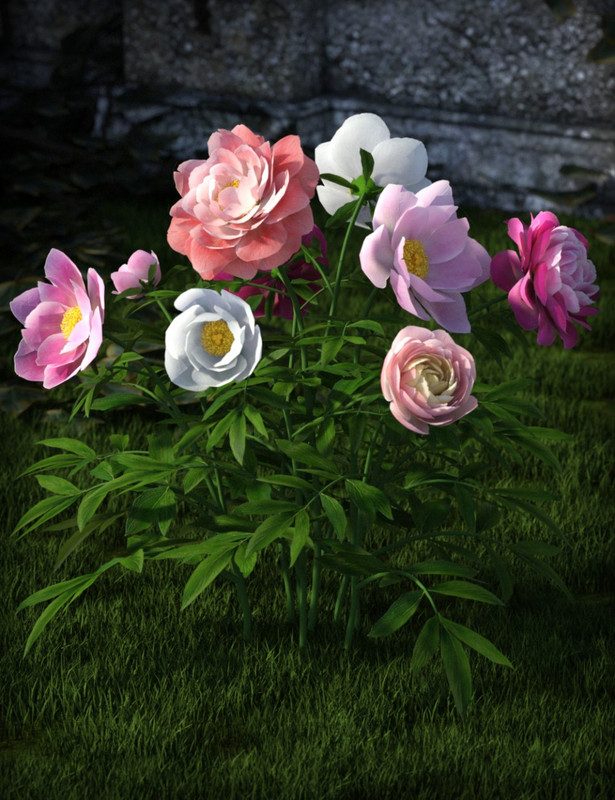 00 main poseable peonies daz3d