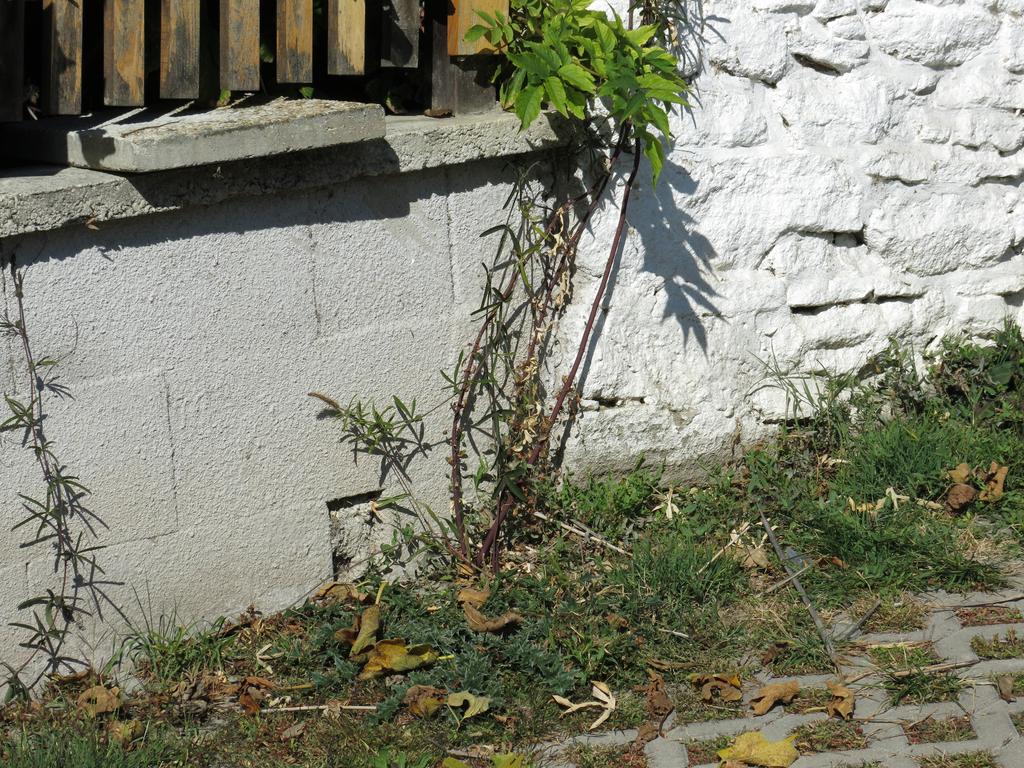 IMG-1679
