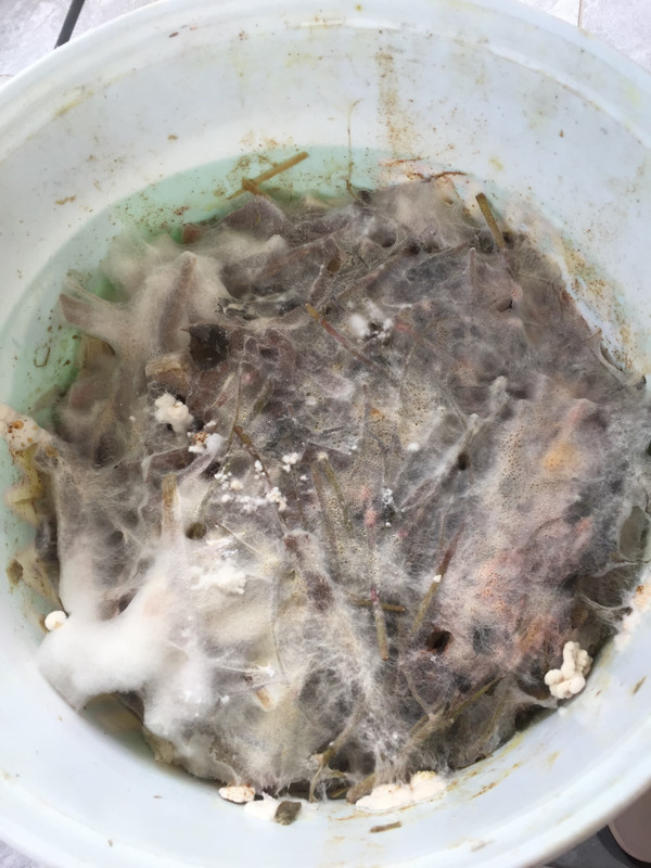 bokashi-bucket-result.jpg
