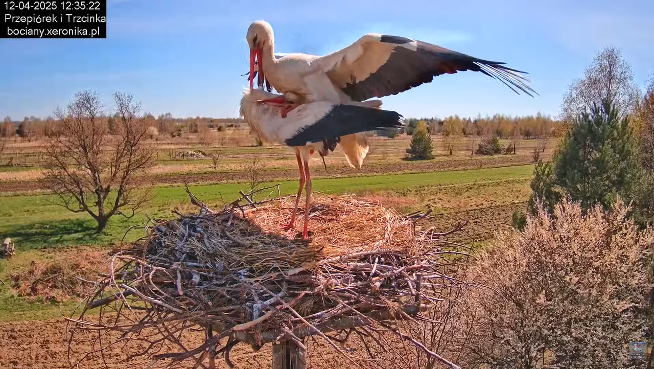 12042025bociany14