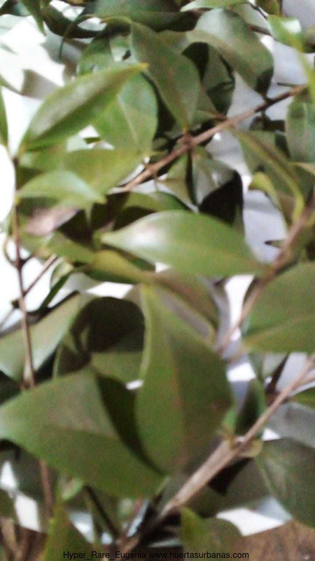 Huertasurbanas_com-6c18fdd4-b551-4d50-8a66-450e79a8b3ae.jpeg-20220519_121455Hyper_Rare_Eugenia