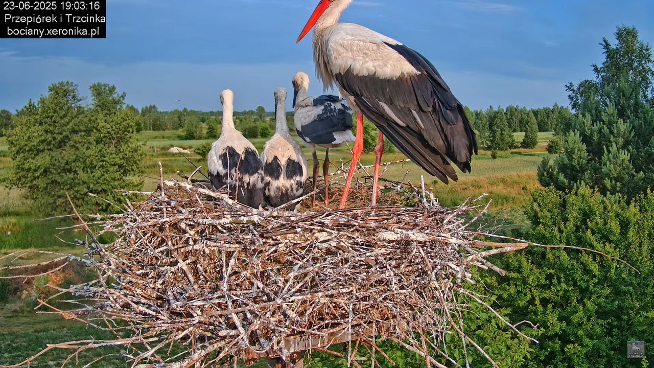23062025bociany34