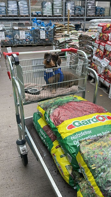 [Image: 3-C65-A206-776-A-4894-87-E3-1-A0-F05-B48-D8-D.jpg]