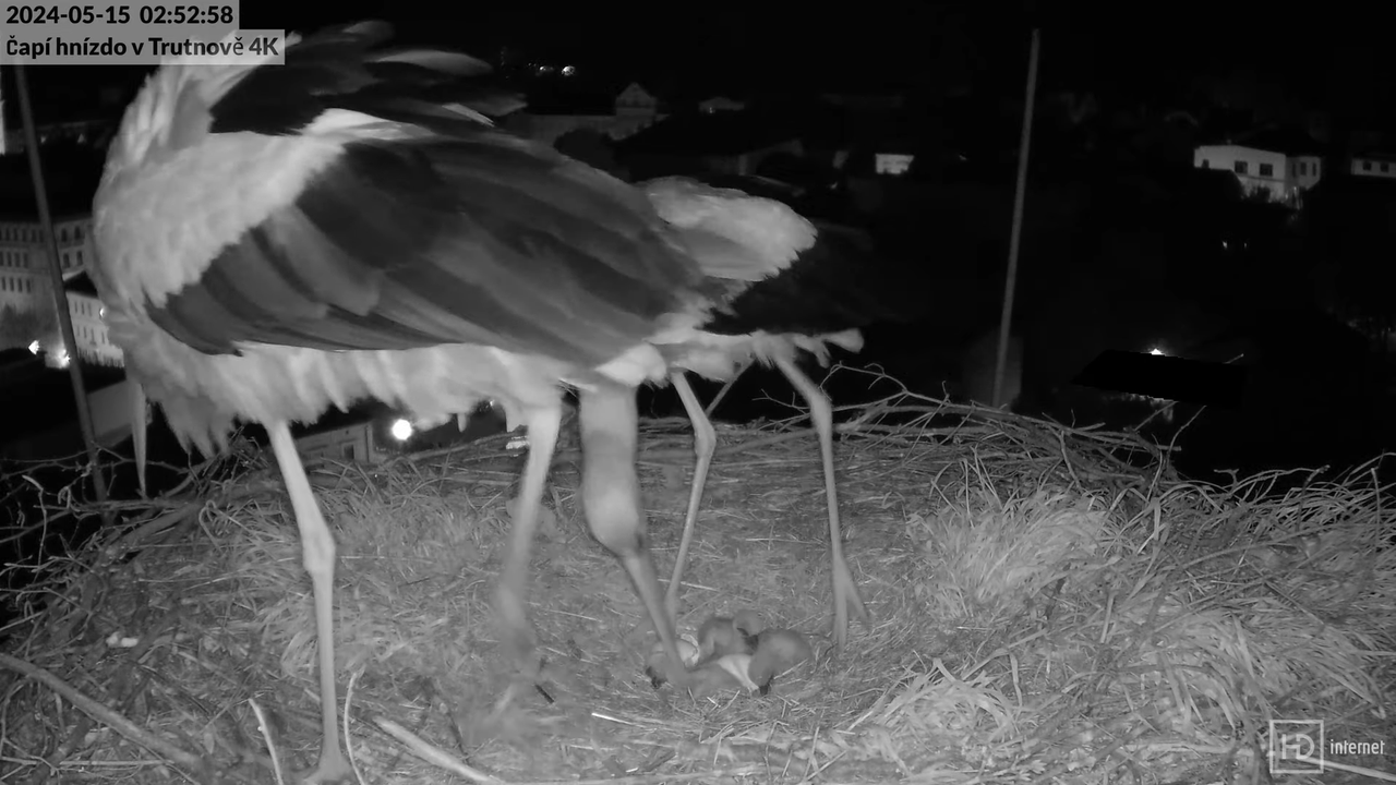 Tiešraidē no stārķa ligzdas uz alus darītavas skursteņa Trutnovā 6-52-42 screenshot