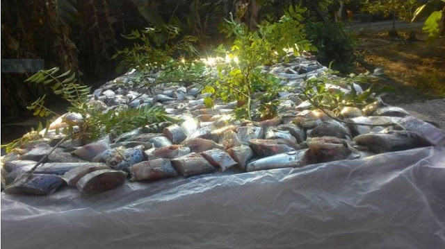 Cara Membuat Ikan Tenggiri Jeruk Di Rumah, Terbukti Lebih