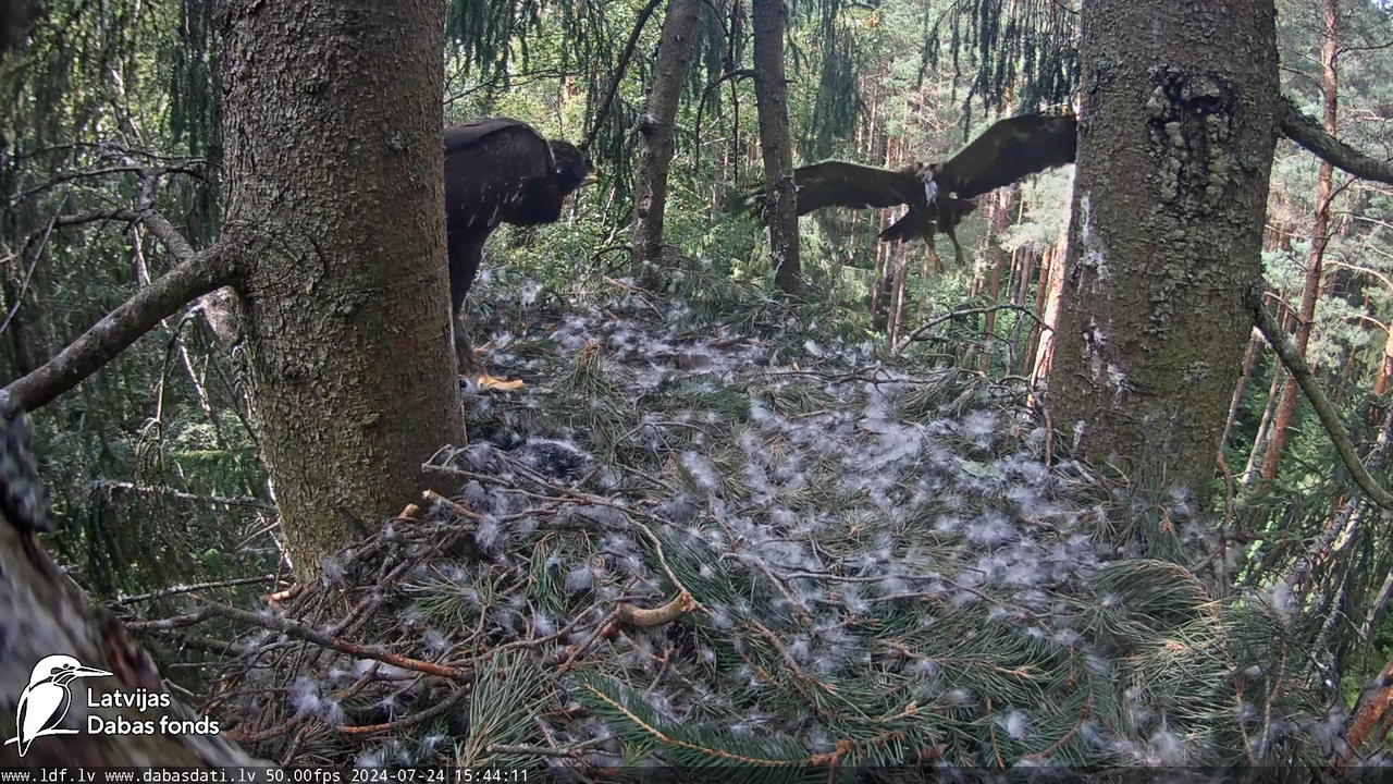 Mazais ērglis (Clanga pomarina), ligzda eglē __ Lesser spotted eagle in spruce, Zemgale, Latvia 15-2