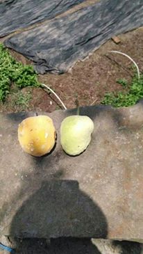 1623784_165434680512869_1314074910430607763_n[1]