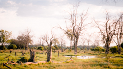 Botswana y Cataratas Victoria: la esencia de África y maravilla natural - Blogs de Botswana - Moremi: la joya de la corona, donde te emocionarás a cada instante. (16)