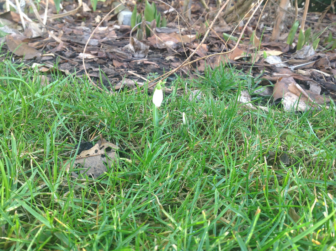 Schneeglöck- chen  10. Feb.16