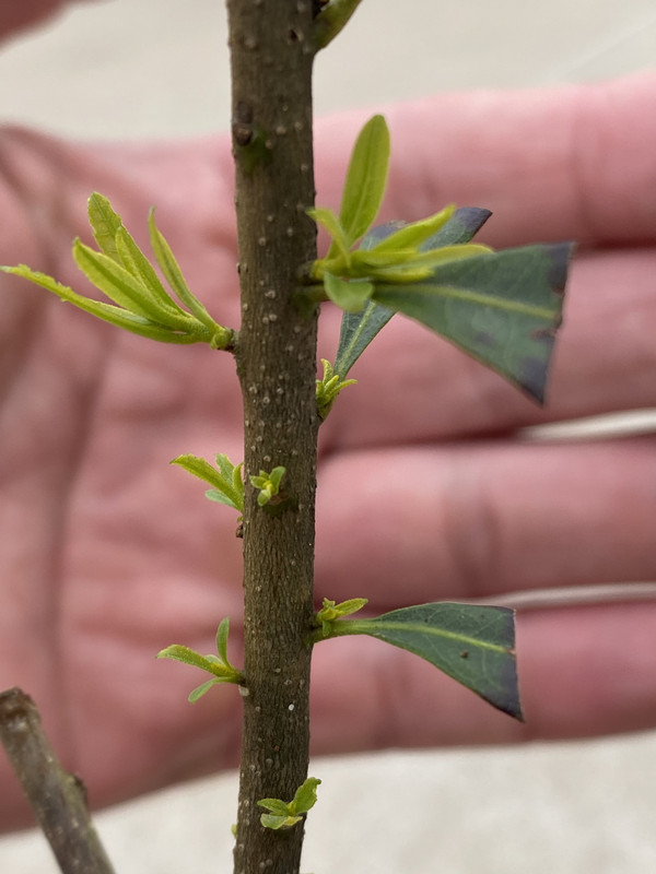 E77AE637-9A95-43B6-BC3B-2DC30A53A07E