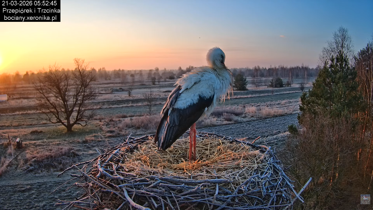 21032026bociany 1