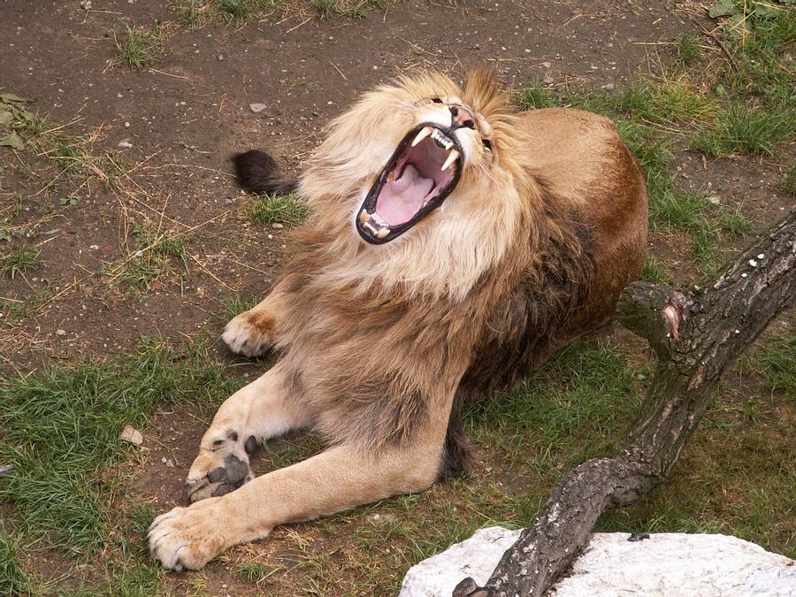 barbary-lion-01-by-animalphotos-d2oo640-fullview.jpg