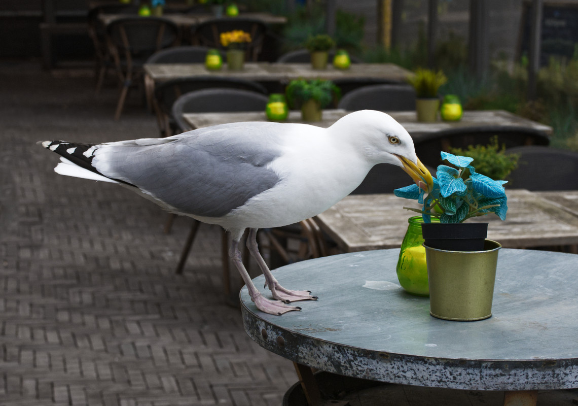 Fotografie