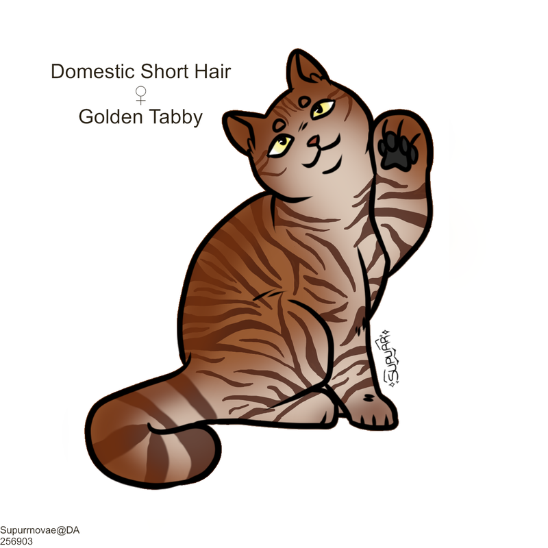 DSH-Golden-Tabby-F.png
