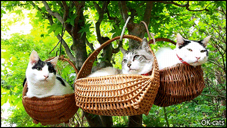 Funny-Cat-GIF-3-Handsome-kitties-Cool-boys-chilling-in-wicker-baskets-hanging-from-a-tree.gif