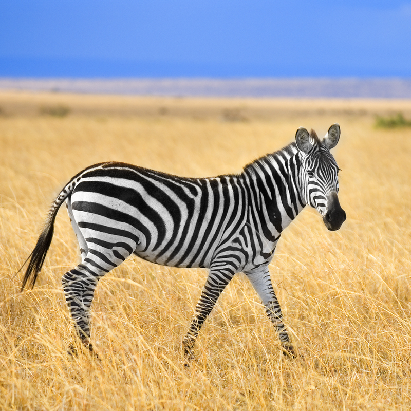 Zebras
