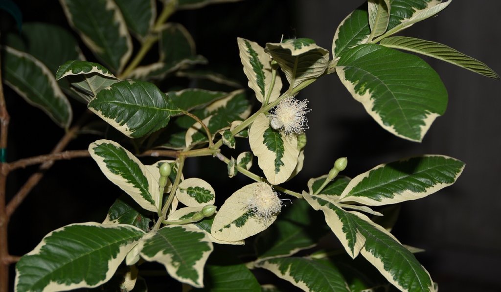 Psidium guajava variegata (Honeymoon Guava)