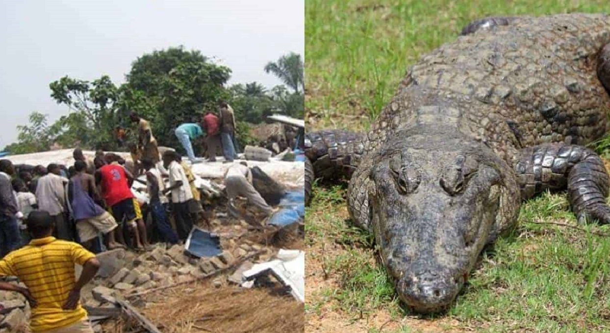 La historia del cocodrilo que se escapó dentro de un avión y 'mató' a 20 personas