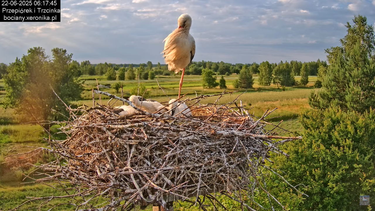 22062025bociany8