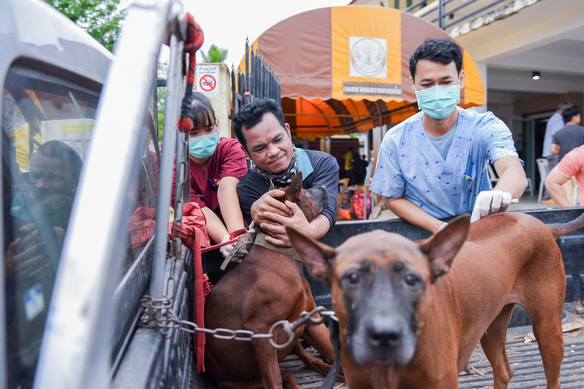 LINE_ALBUM_ฉีดวัคซีนสุนัขแมวหนองแวงตราชู_240624_10