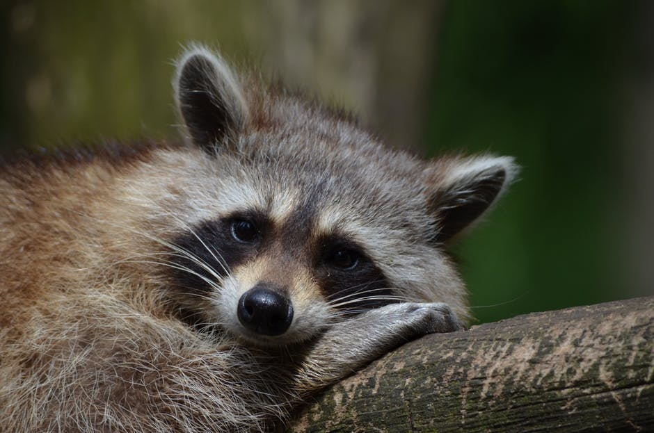Kissimmee wildlife removal