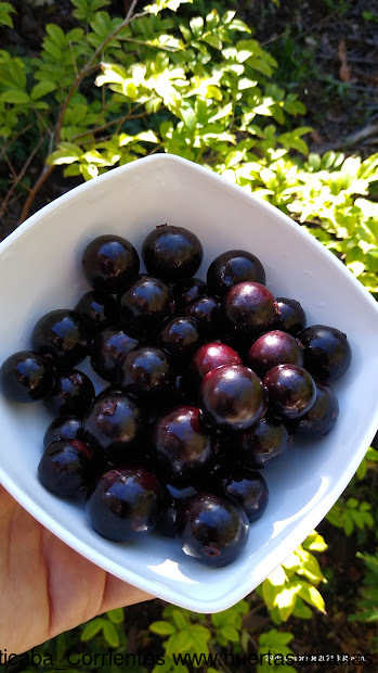 Huertasurbanas_com-IMG_20211029_083555476.jpg-20211029_085152Jaboticaba_Corrientes