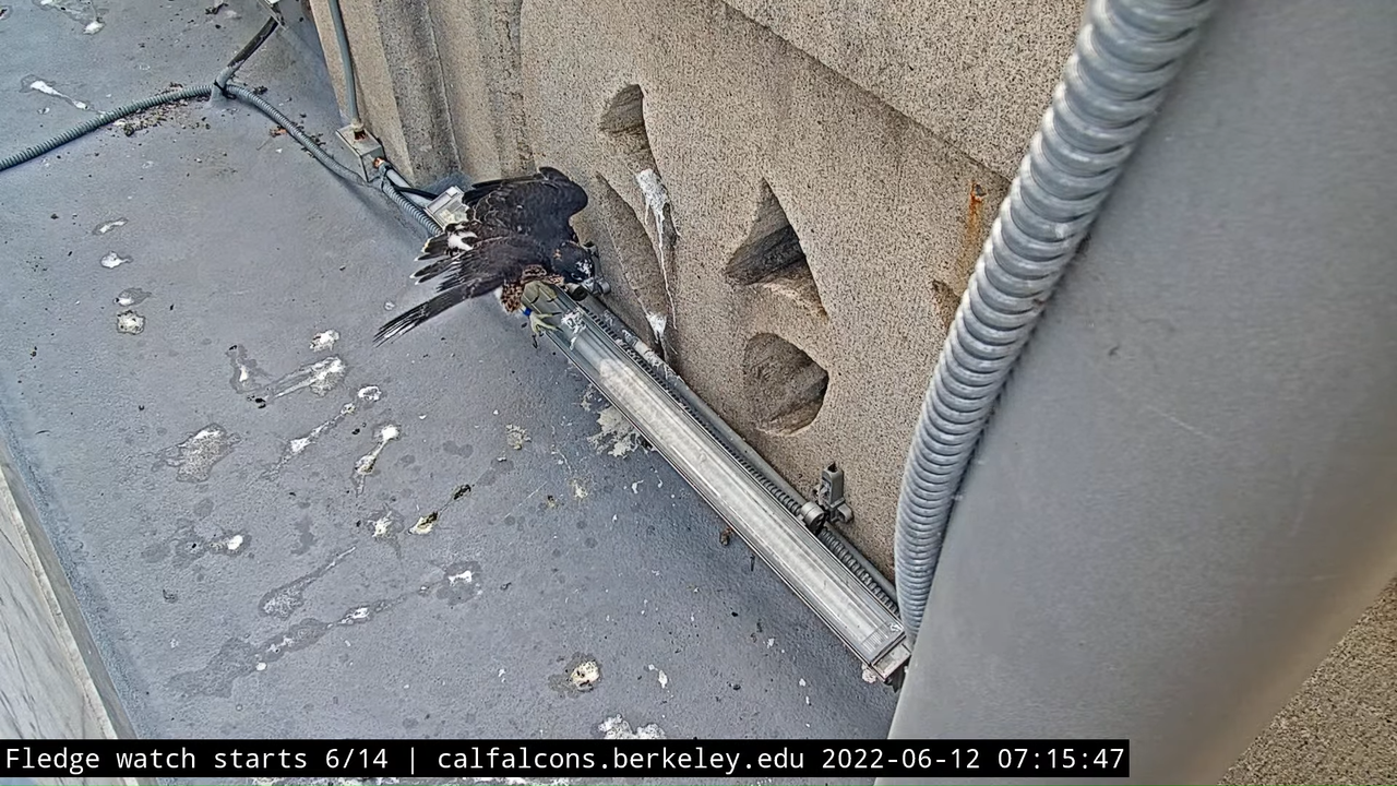 UC Berkeley Peregrine Falcon South_West Cam 7-28-57 screenshot (1)