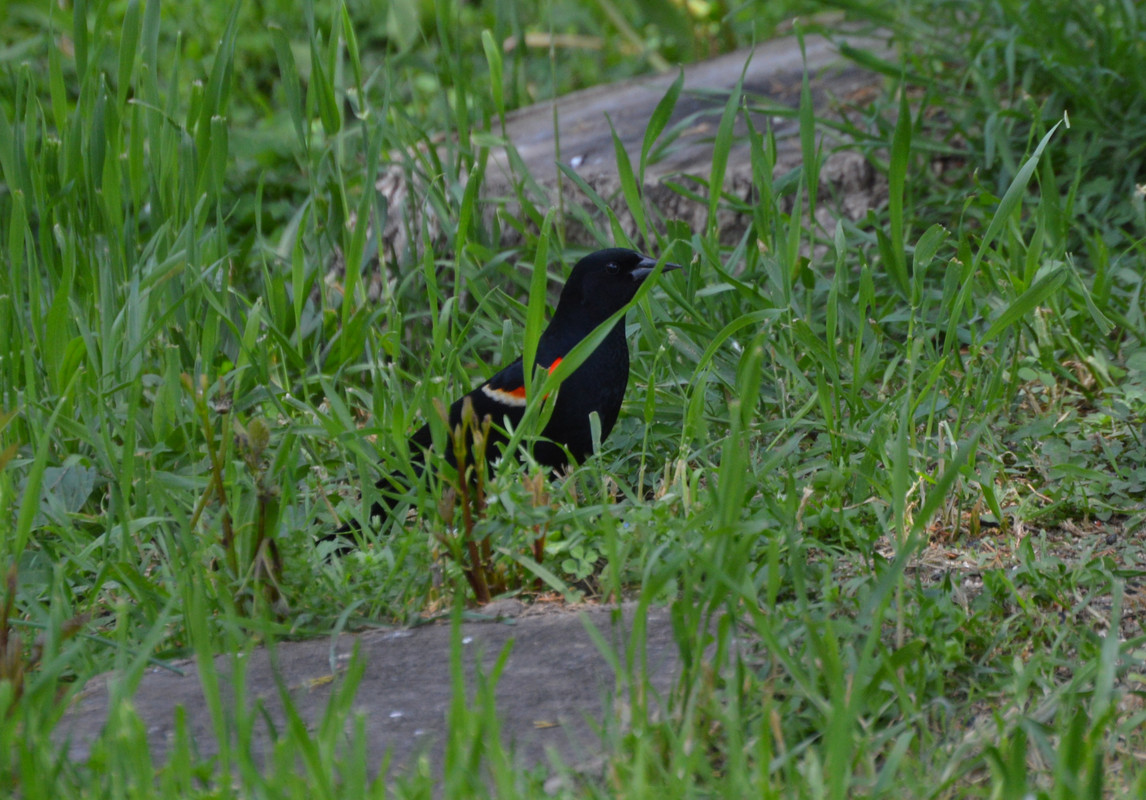 2021-5-6 Redwinged Blackbird (2)