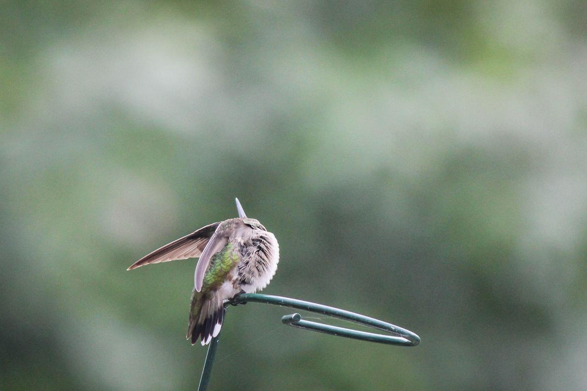 Hummingbird after the rain-3
