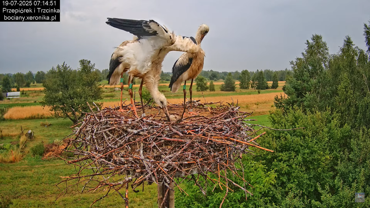 19072025bociany8