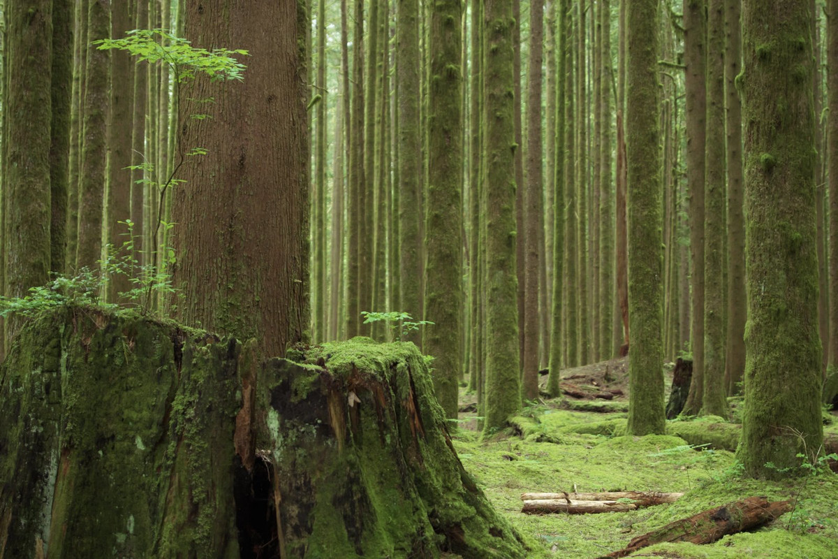green-western-cedar.jpg