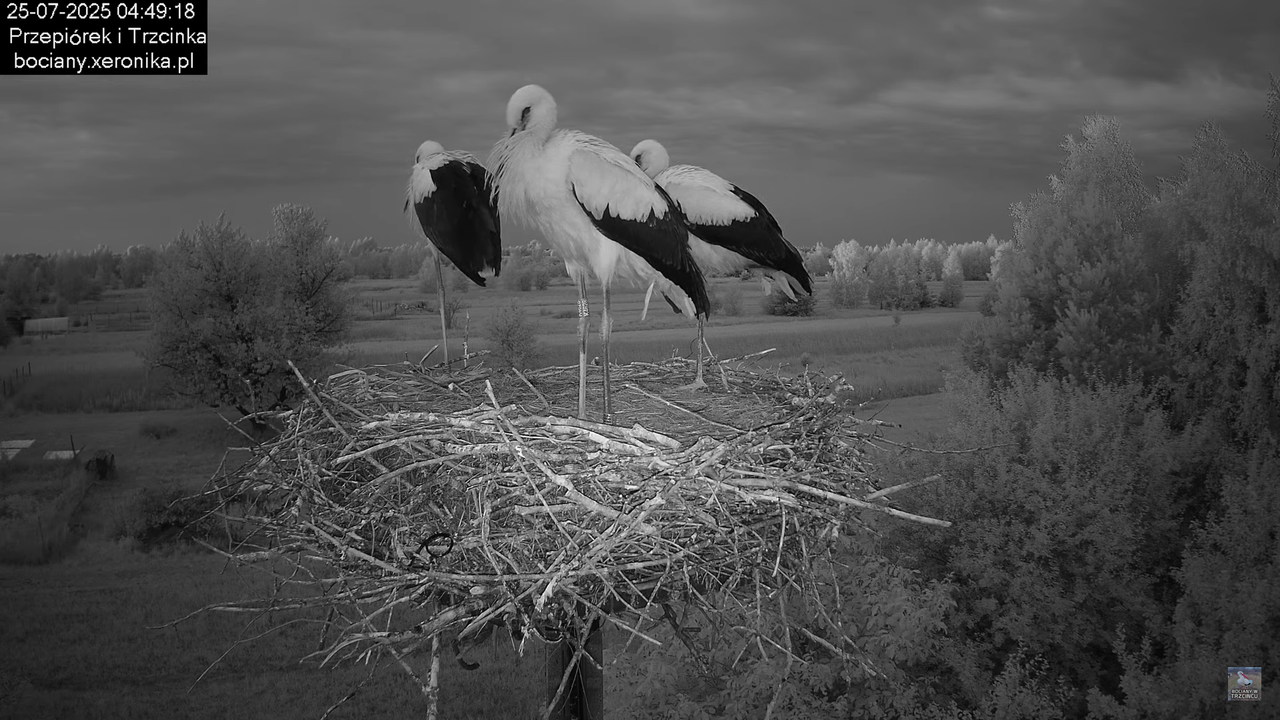 25072025bociany4